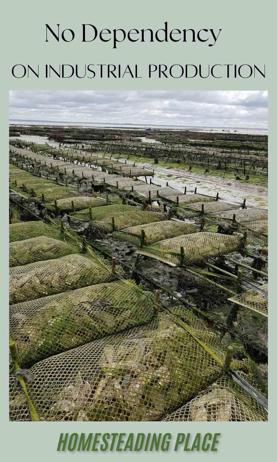 oyster production near sea