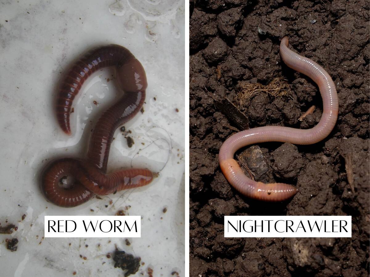 red worm vs nightcrawler