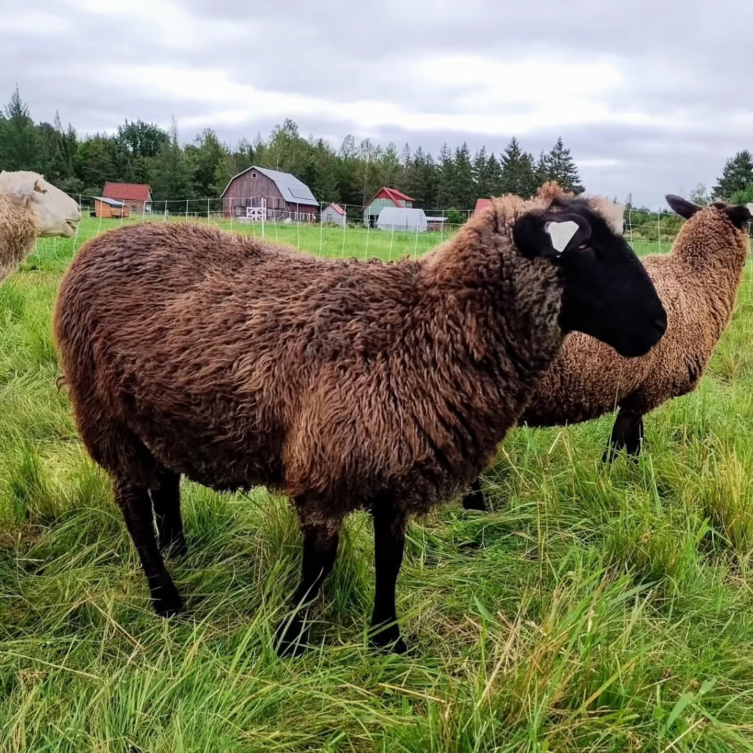 sheep in the grass field