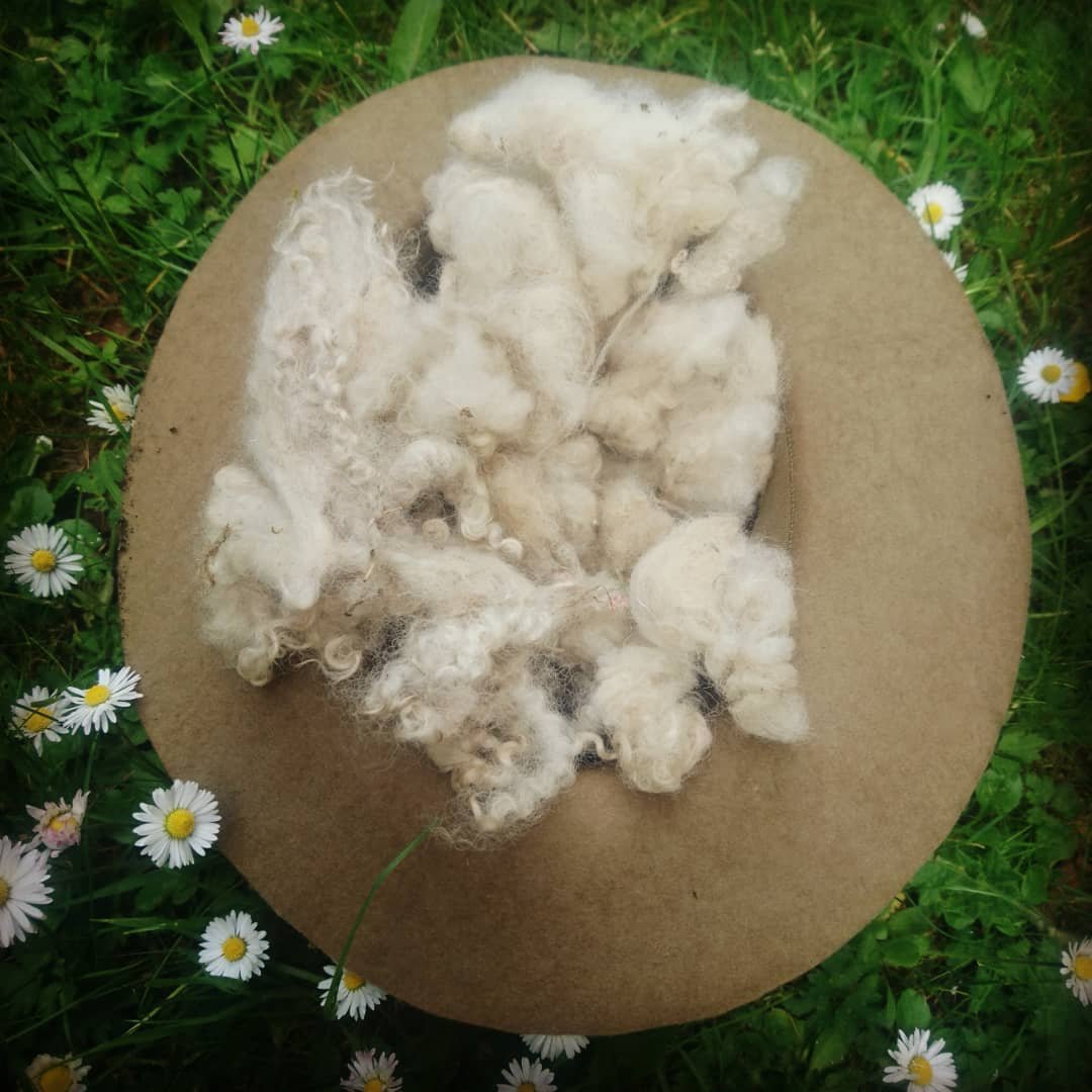 sheep wool