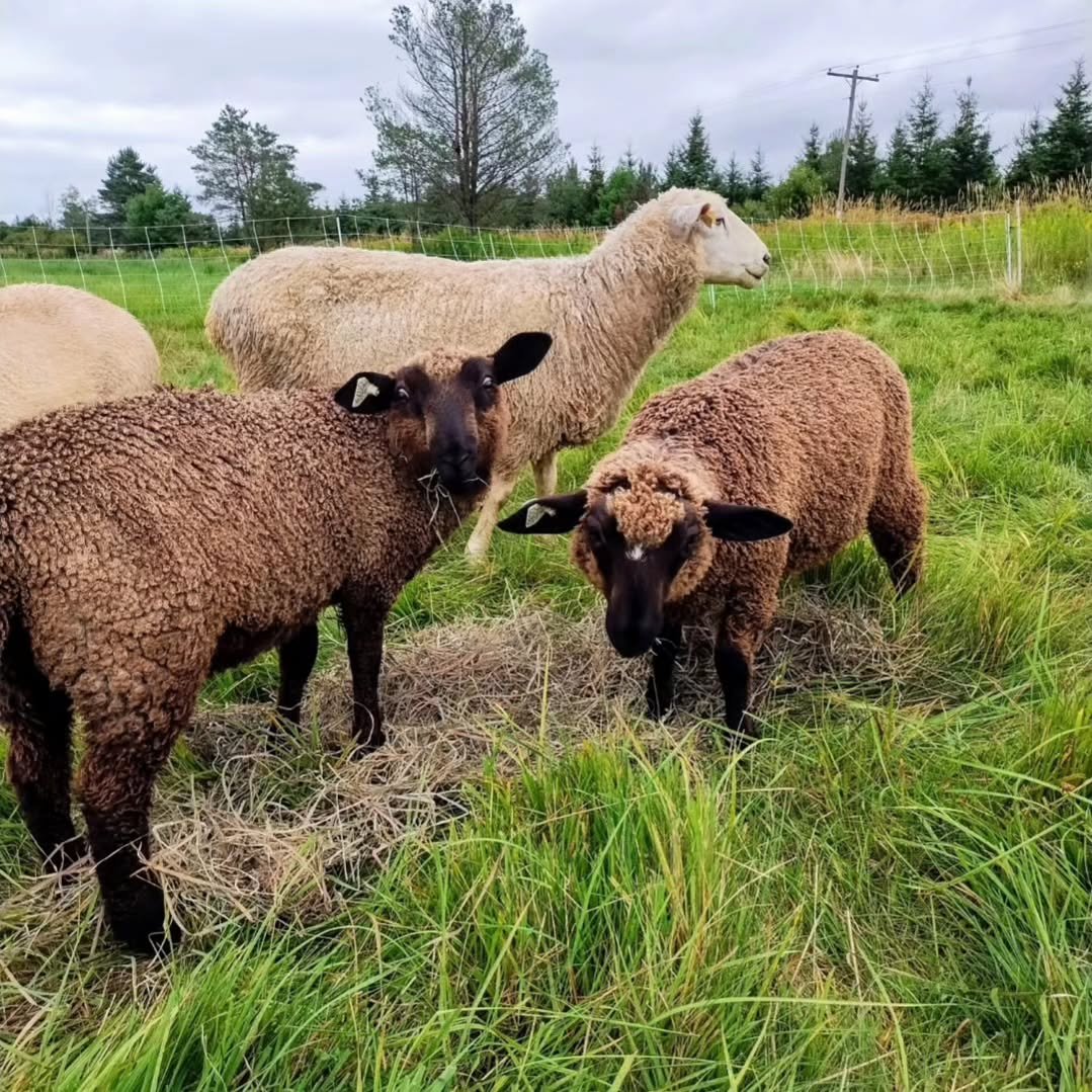 sheep grazing
