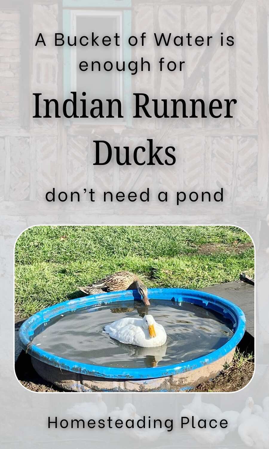 two indian runner ducks in the water