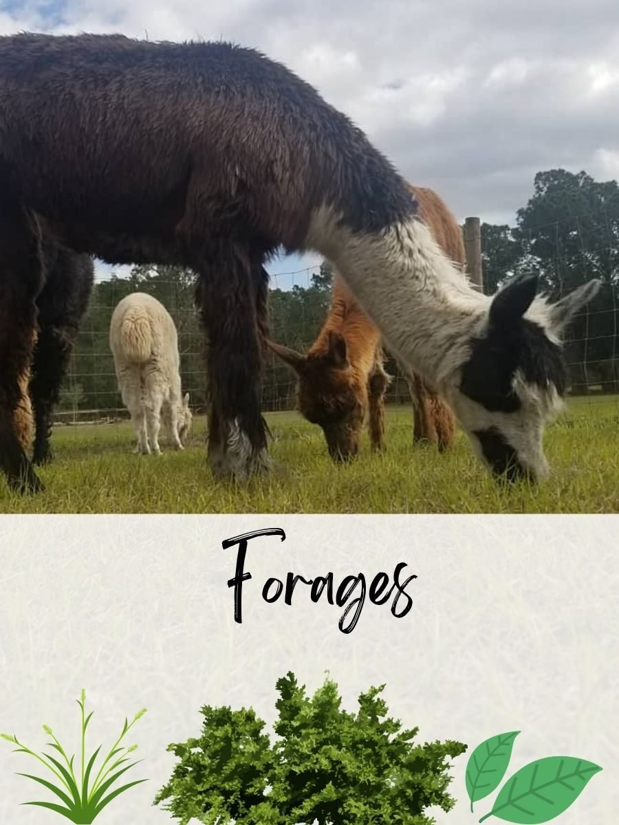 Alpacas' forages