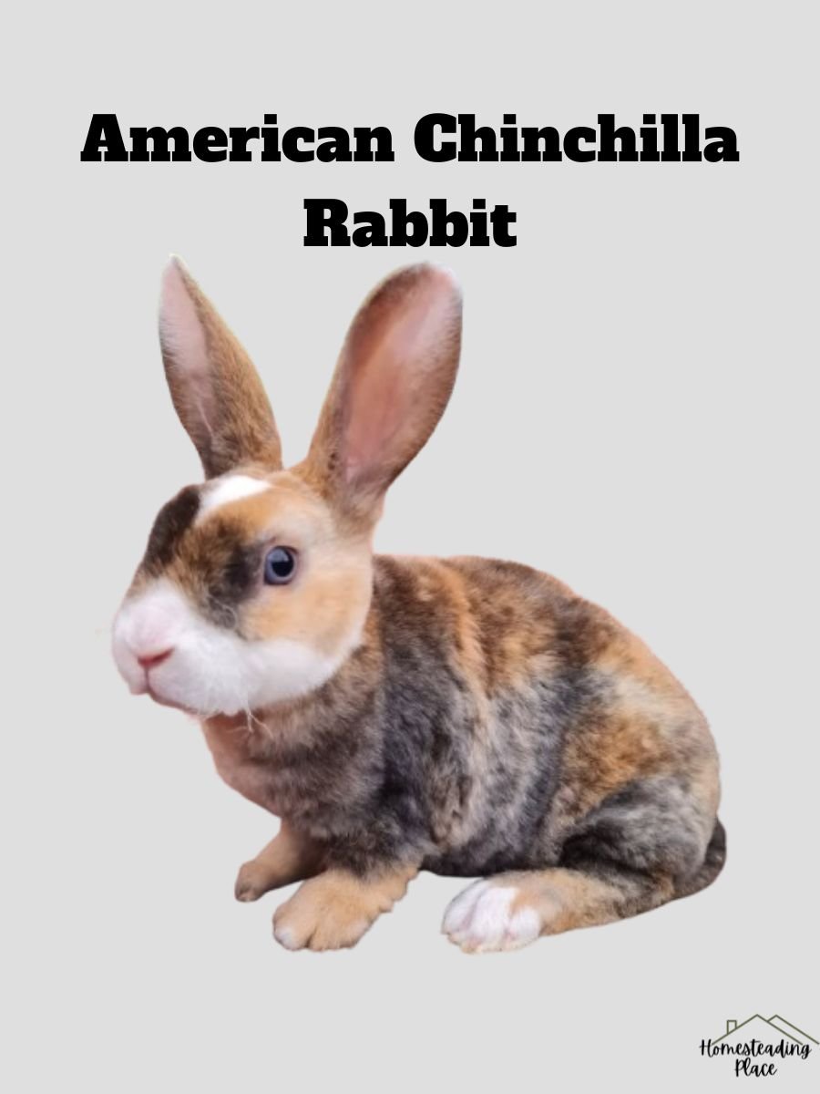 American Chinchilla Rabbit