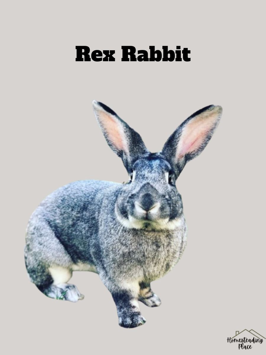 Rex Rabbit