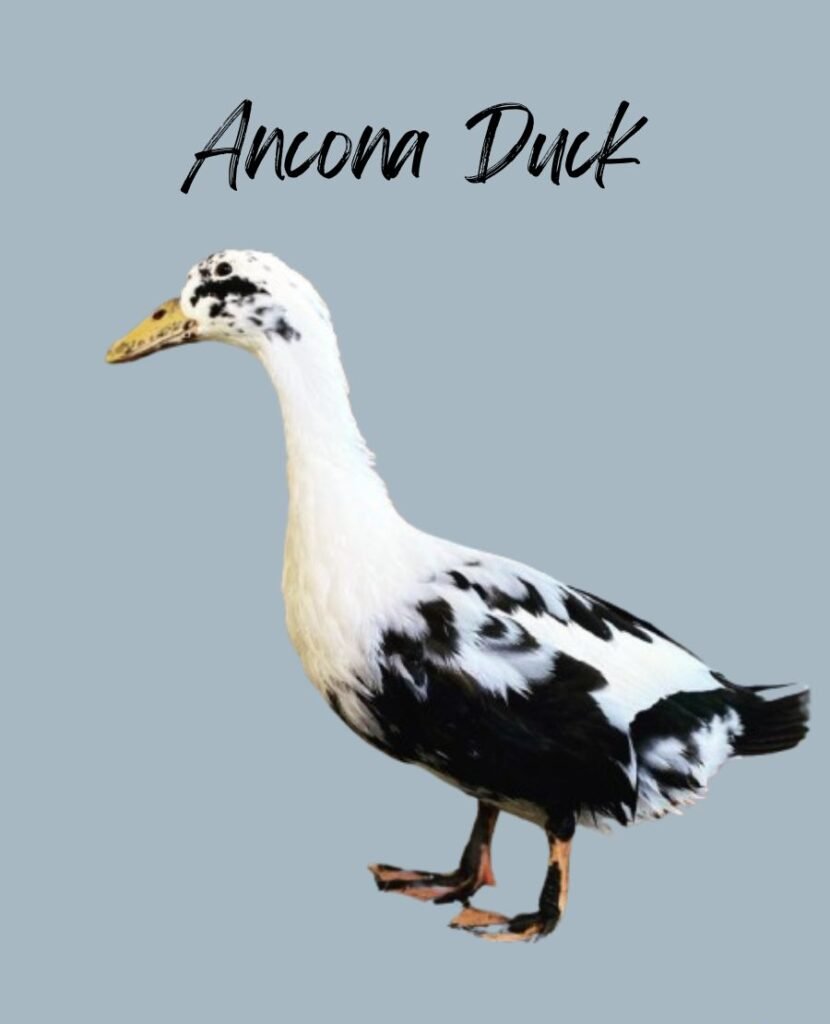 Ancona Duck