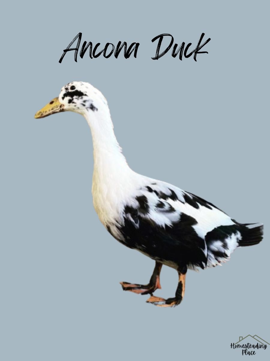 Ancona Duck