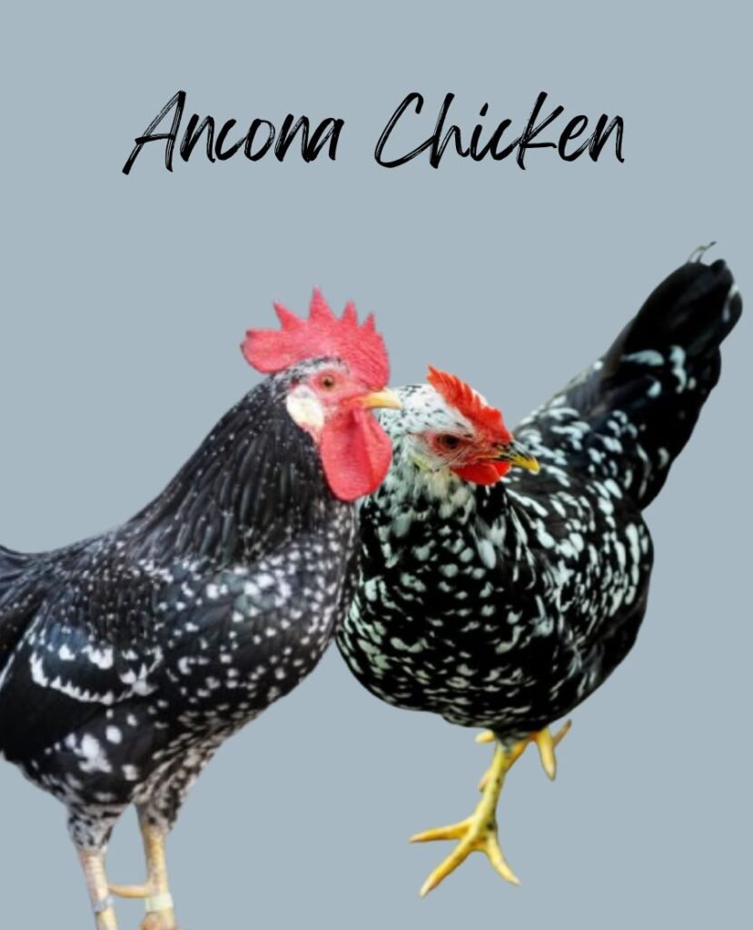 Ancona chickens 