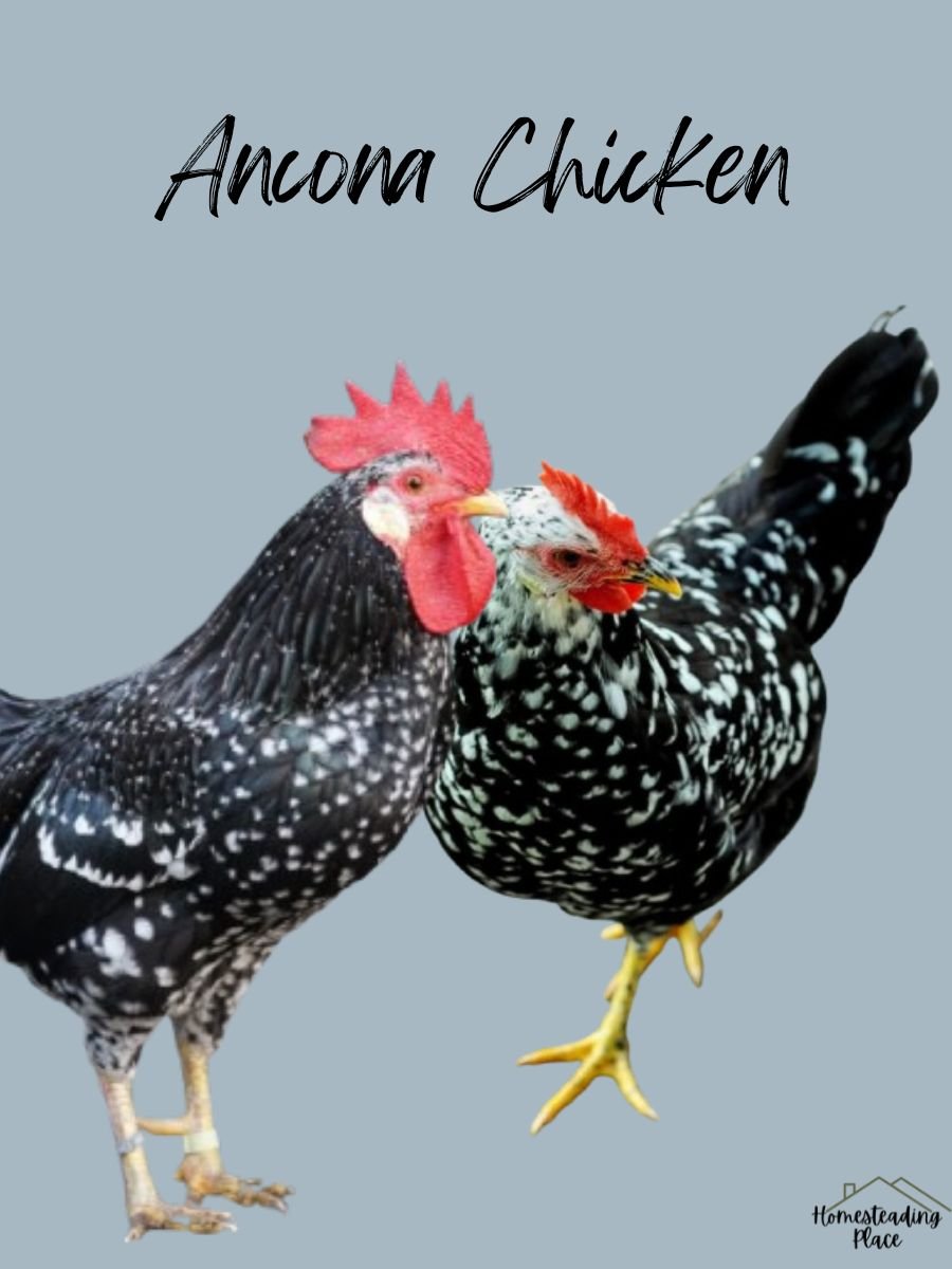 Ancona chickens 