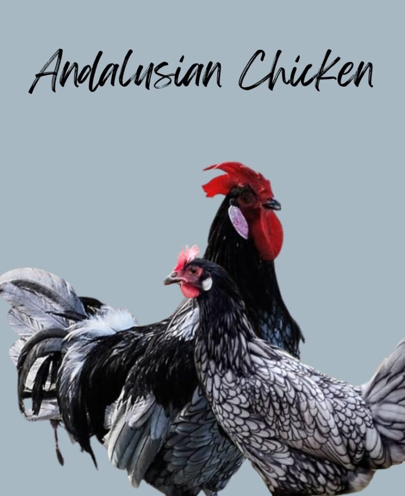 Andalusian chickens