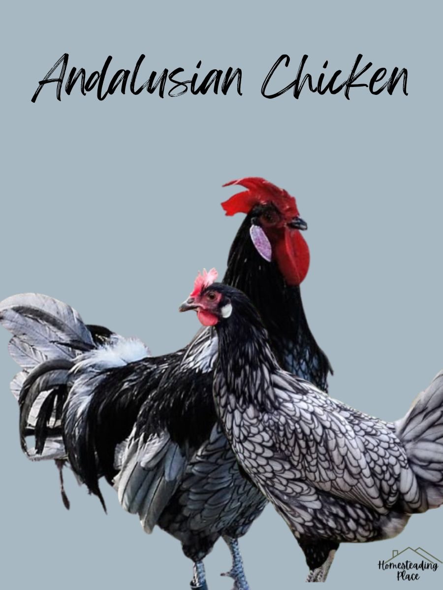 Andalusian chickens