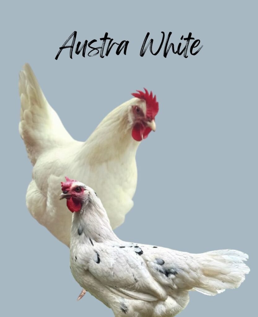 Austra White Chickens
