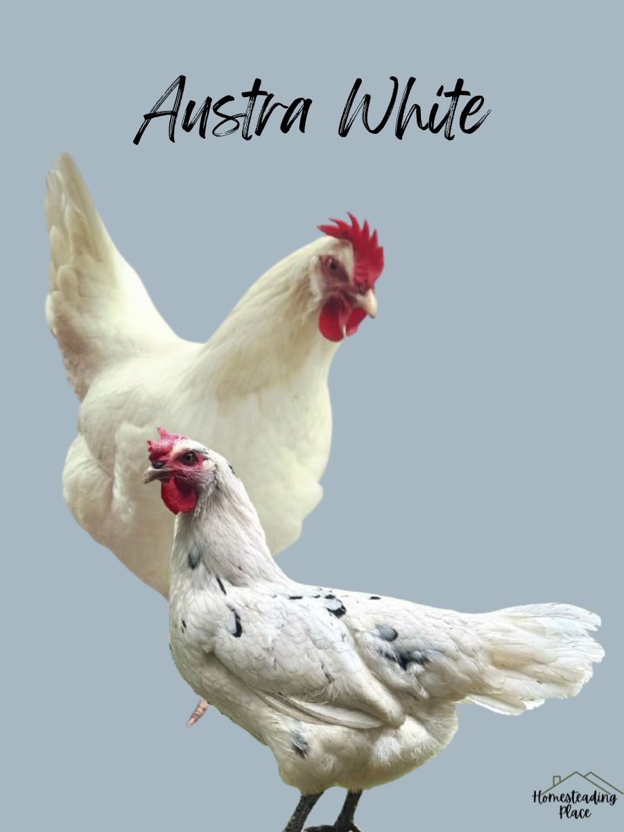 Austra White Chickens