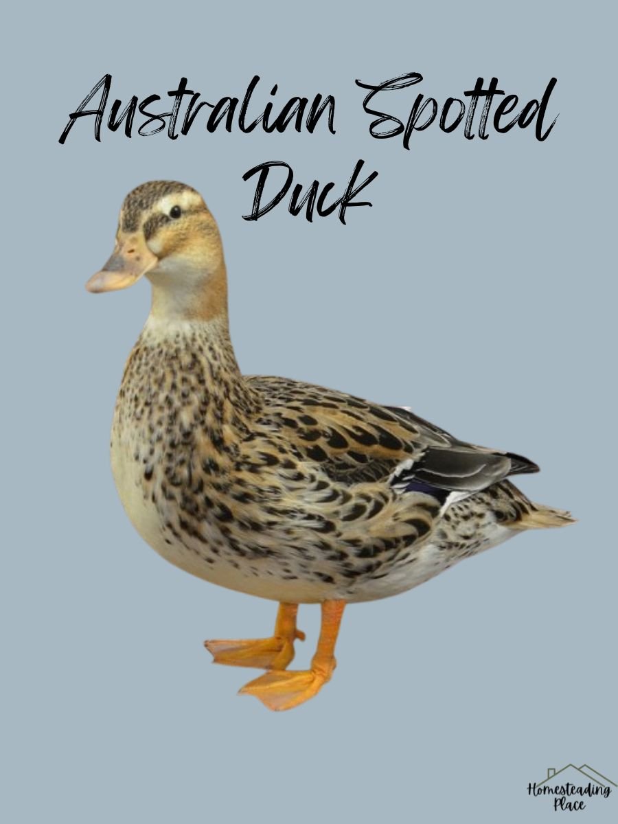 Australian Spotted Duck