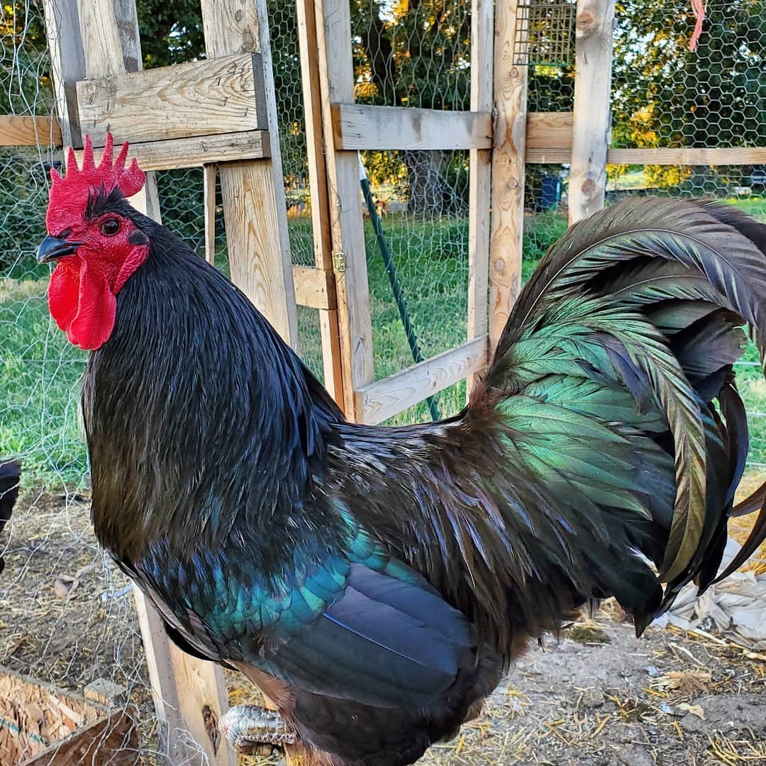 Australorp rooster in the coop