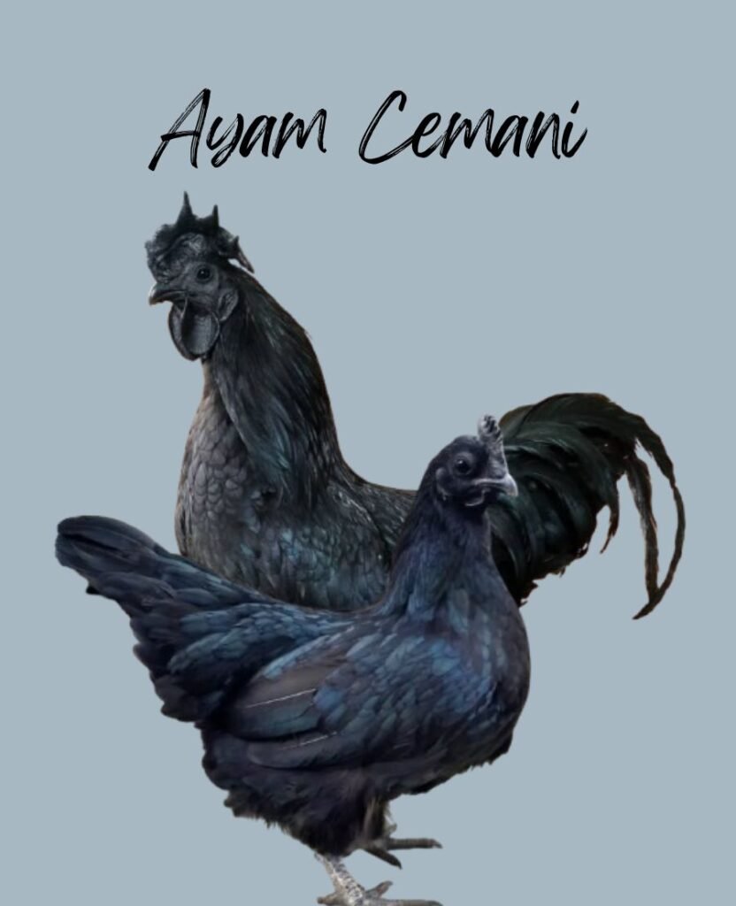 Ayam Cemani chickens
