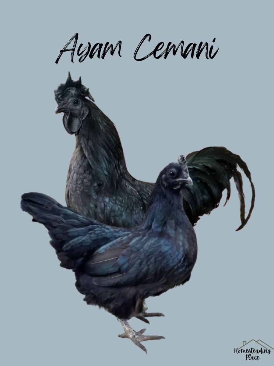 Ayam Cemani chickens