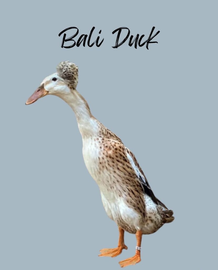 Bali Duck