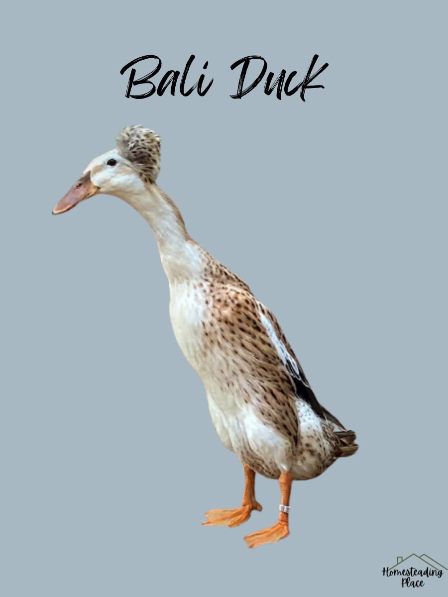 Bali Duck