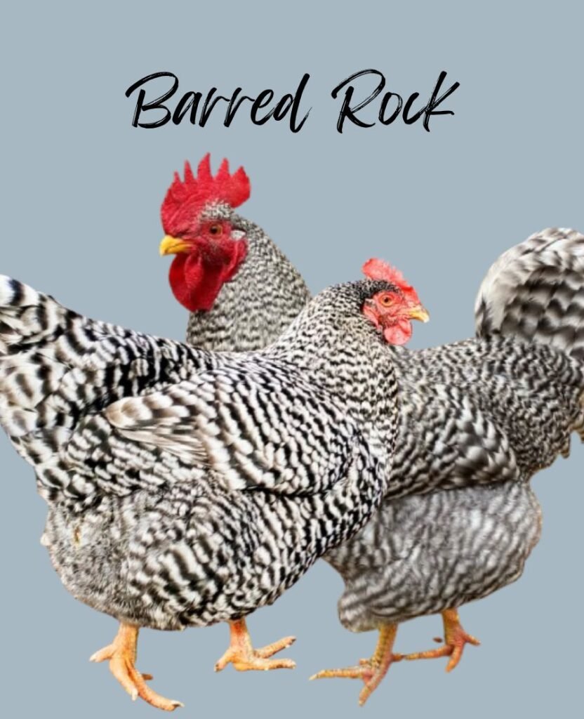 Barred Rock Chickens