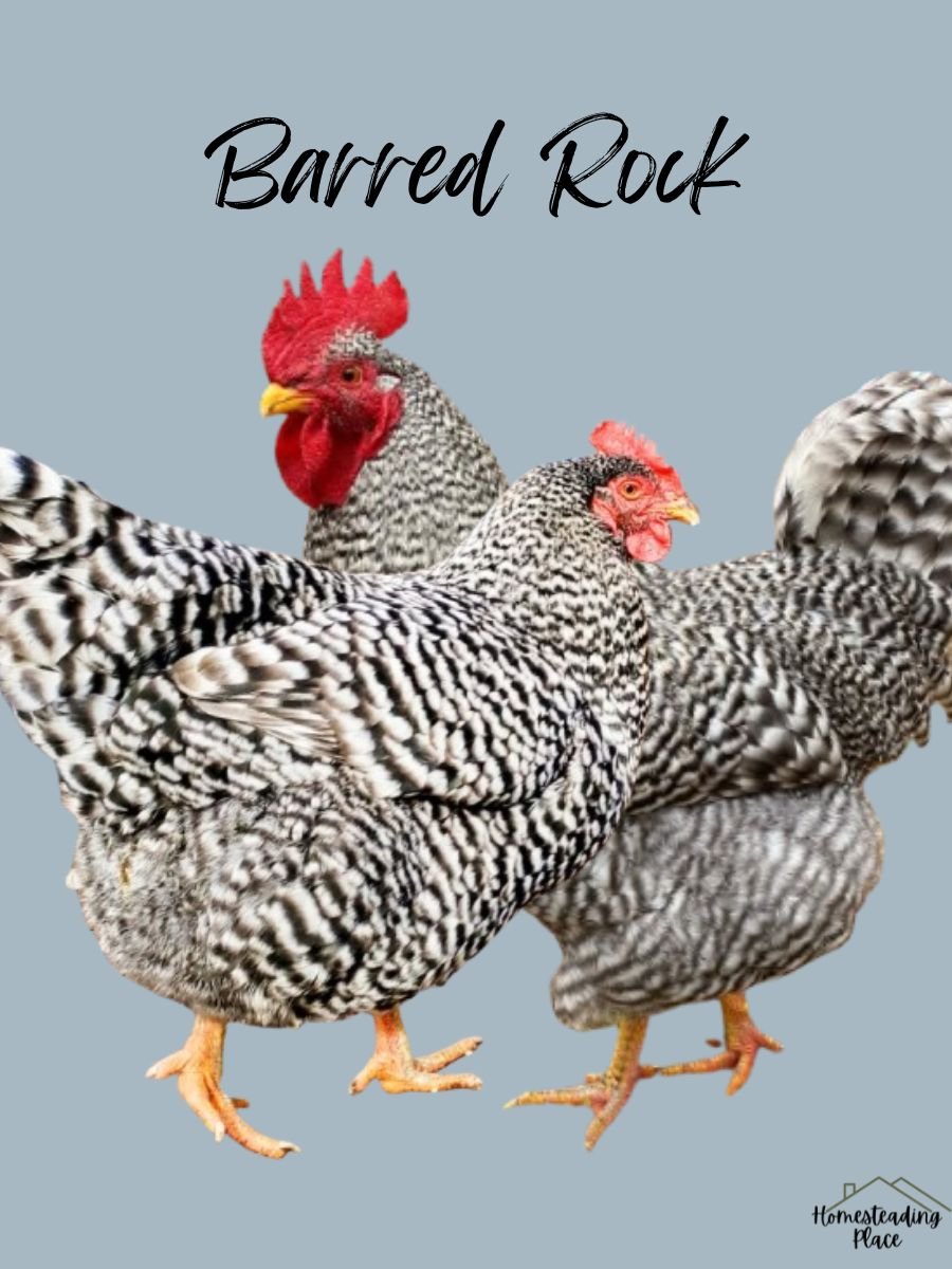 Barred Rock Chickens