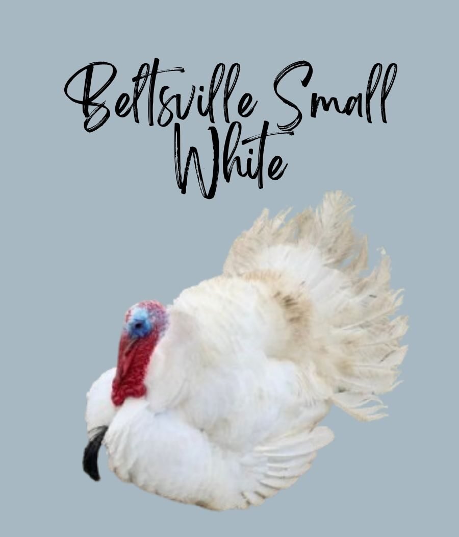Beltsville Small White