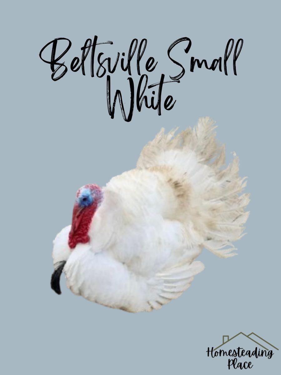 Beltsville Small White