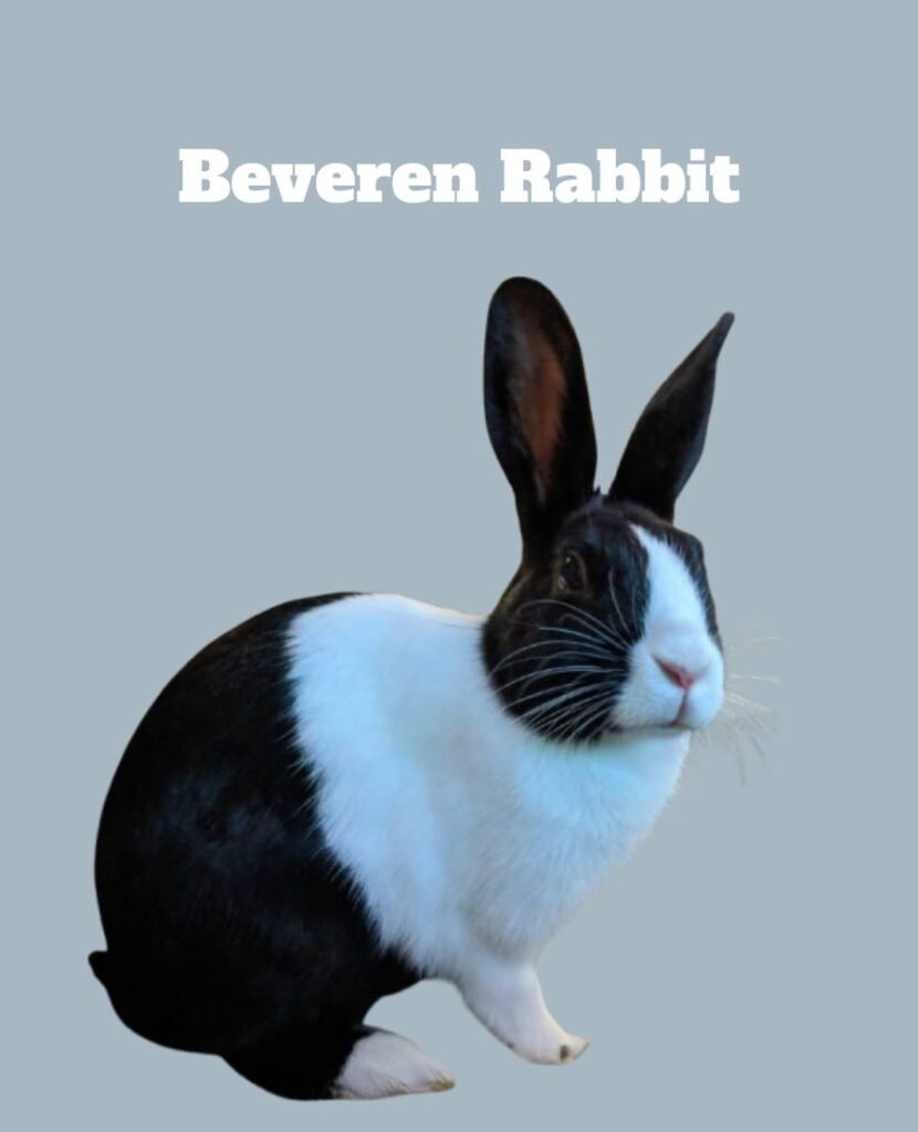 Beveren Rabbit