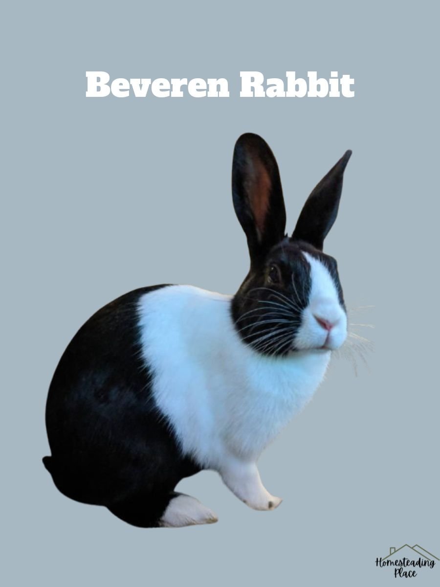 Beveren Rabbit