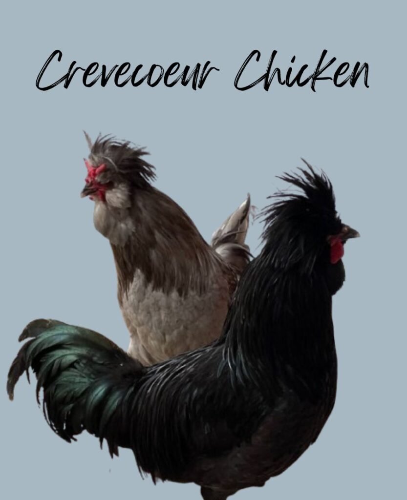 Black Crevecoeur Chickens