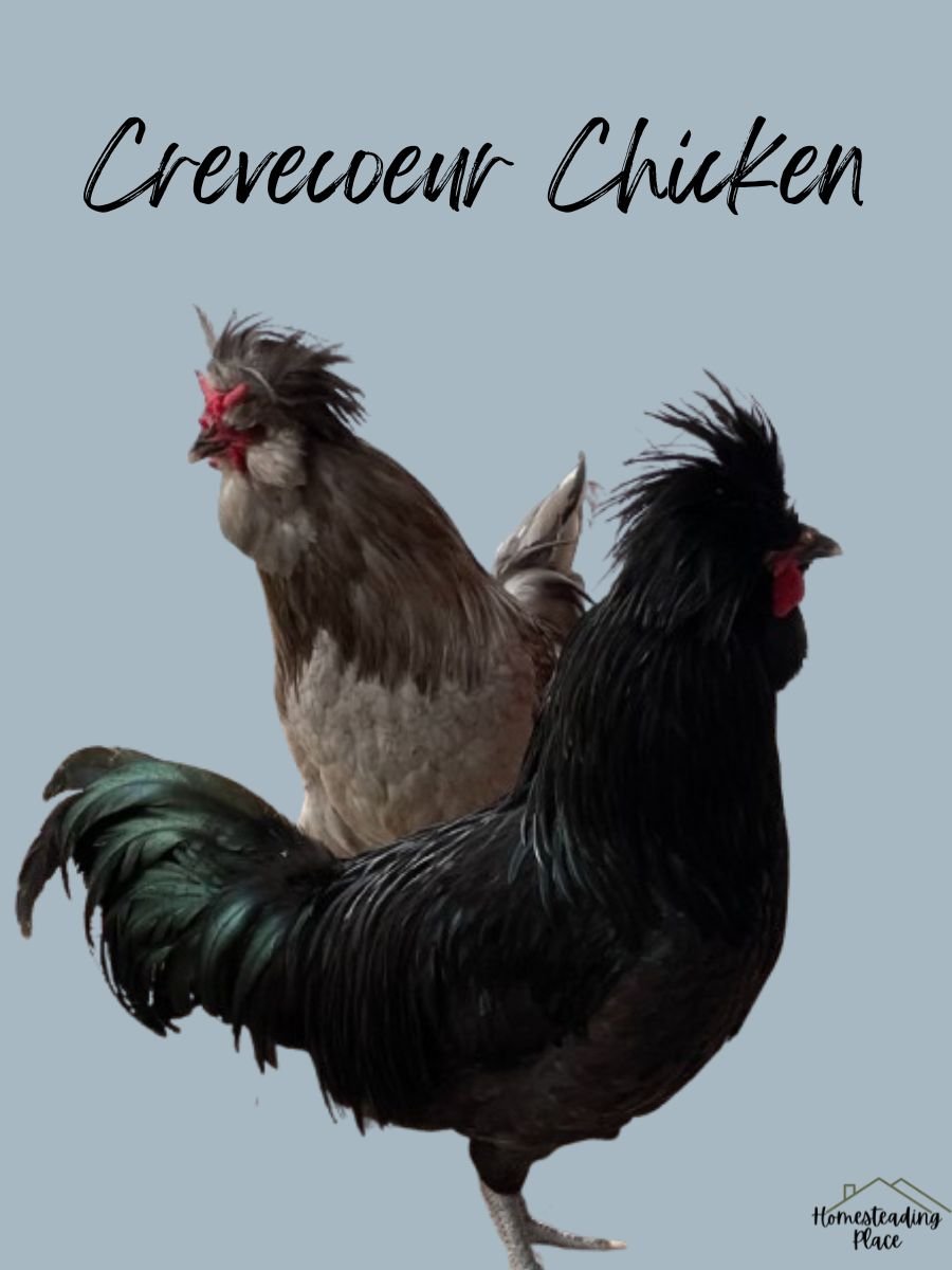 Black Crevecoeur Chickens