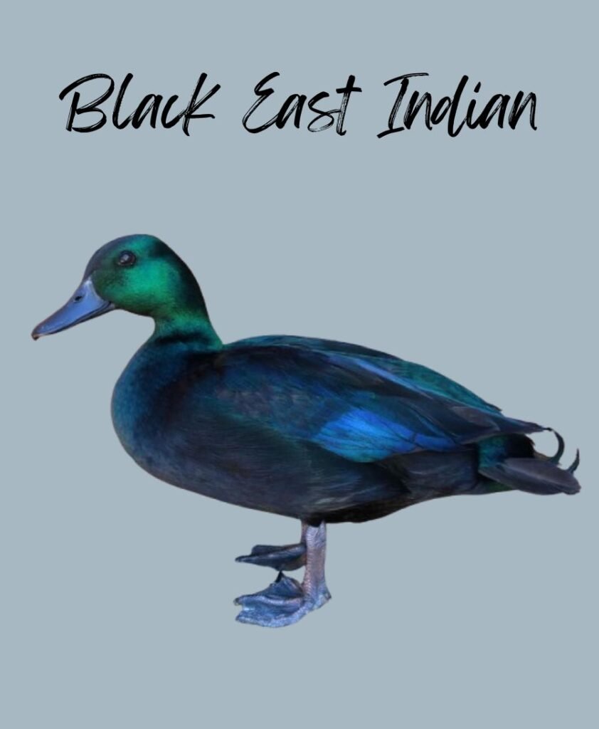 Black East Indian Duck