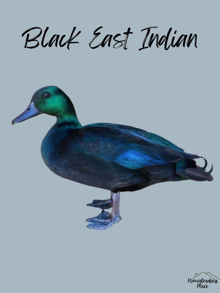 Black East Indian Duck