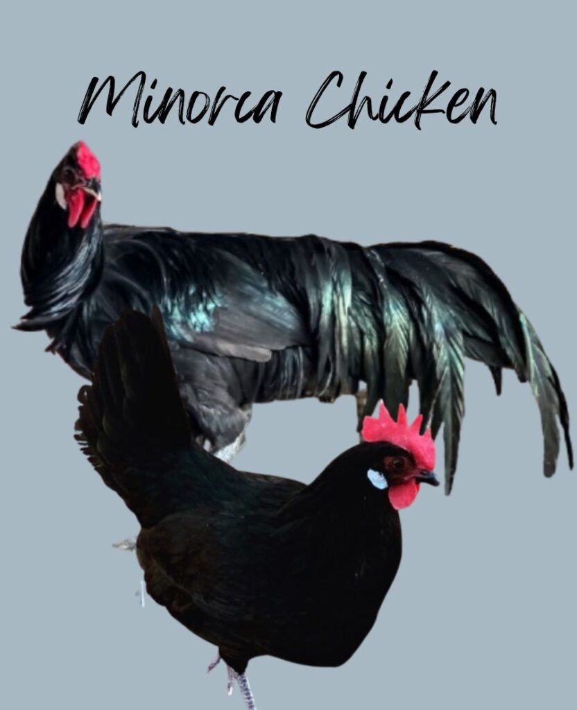 Black Minorca Chickens