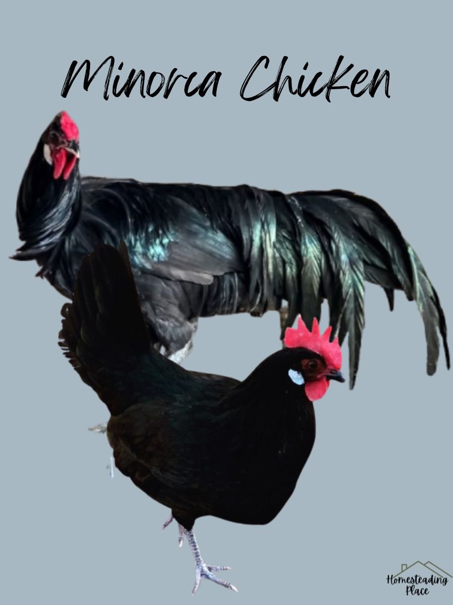 Black Minorca Chickens