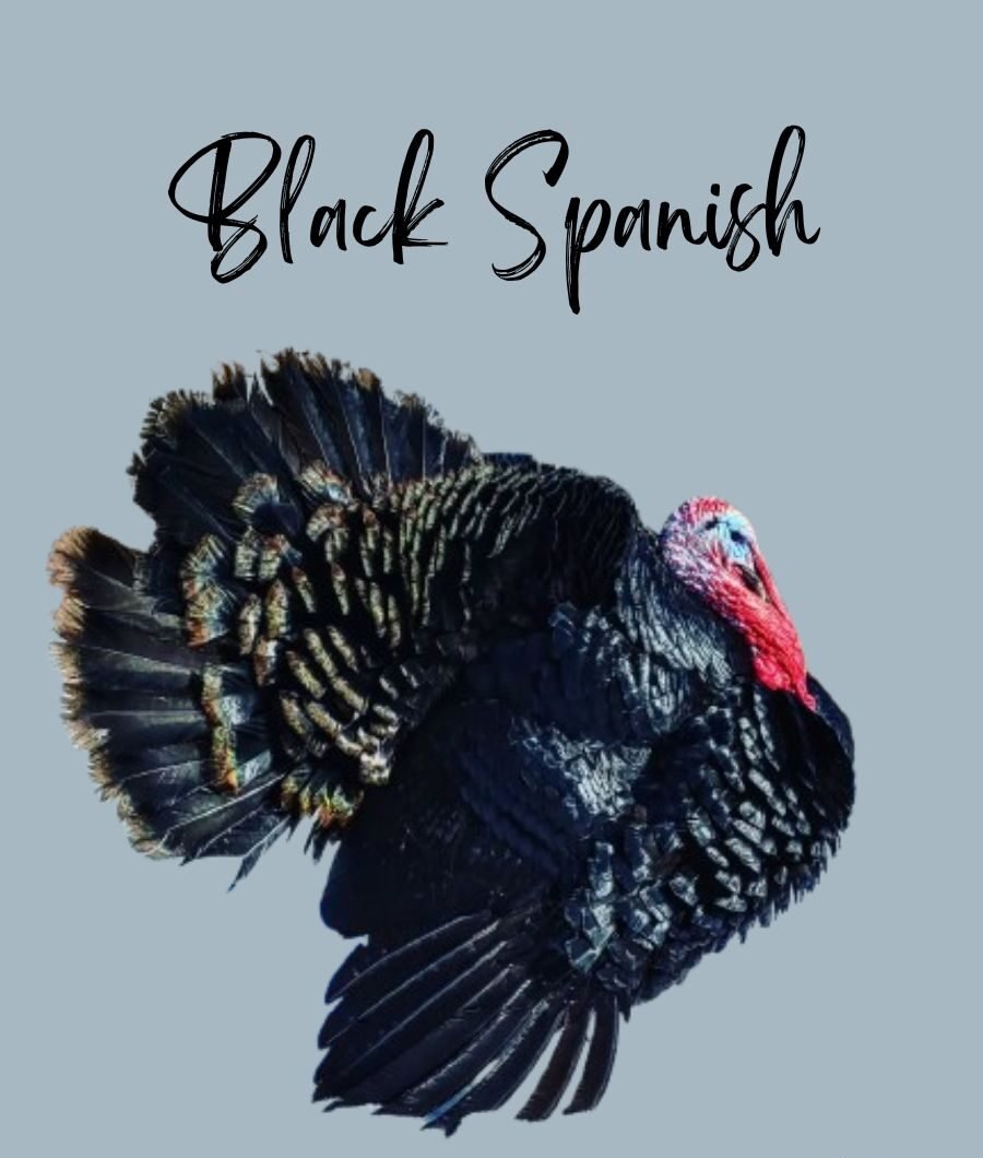 Black Spanish