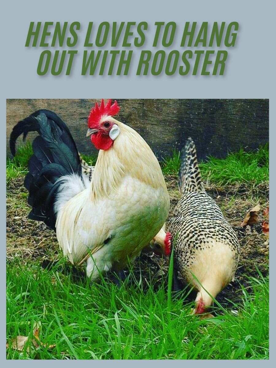 Black Tailed White Japanese Bantams