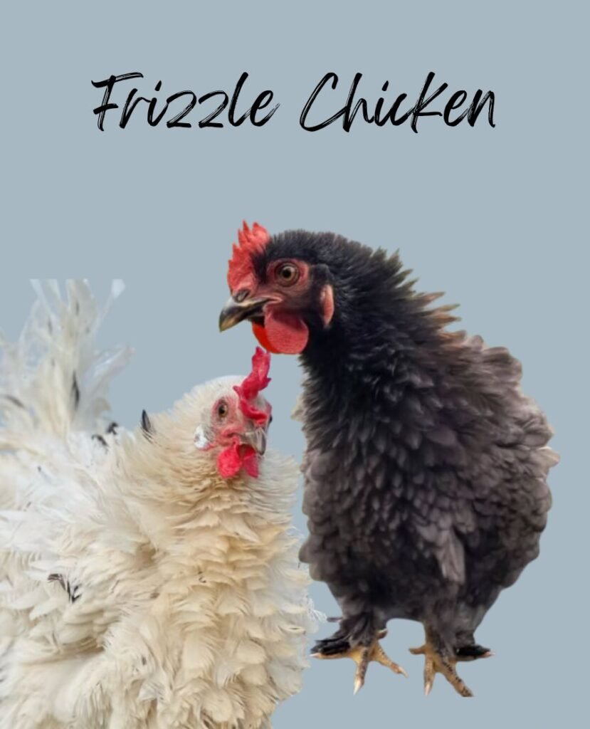 Black and white Frizzle Chickens