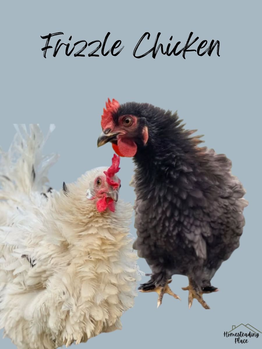 Black and white Frizzle Chickens