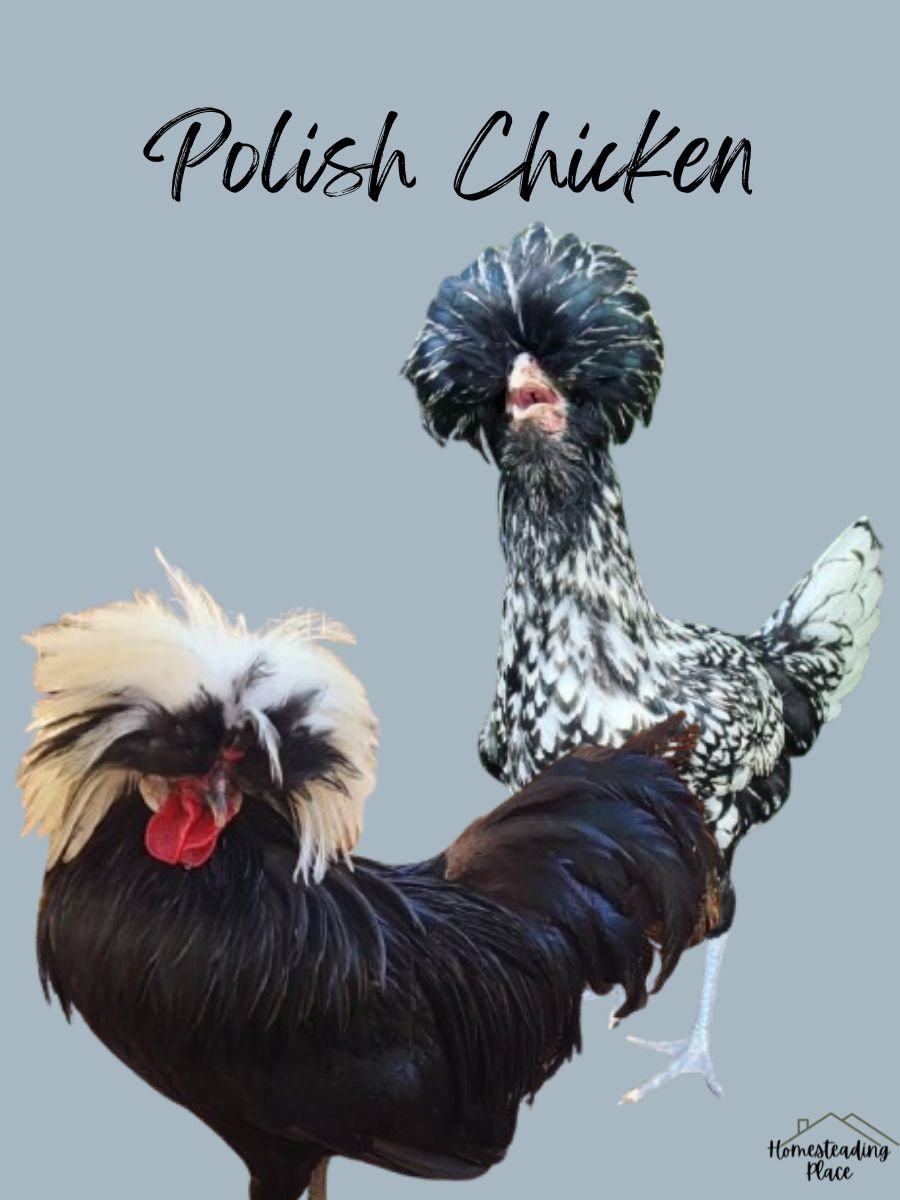 Black and white Polish Chickens