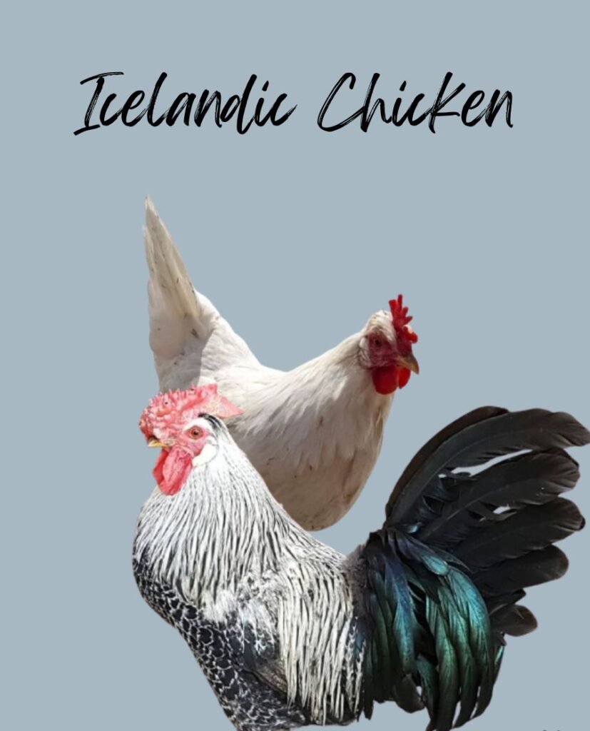 Black white Icelandic Chickens