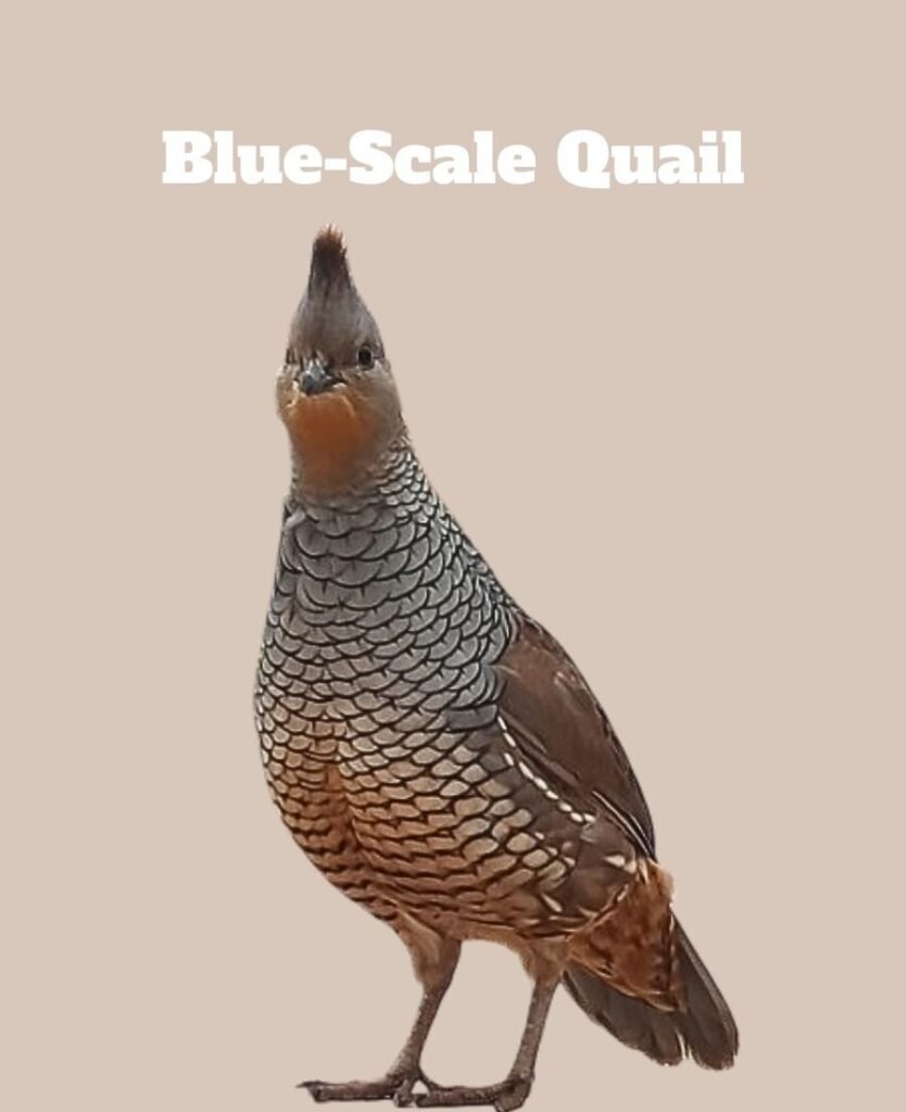 Blue-Scale Quail