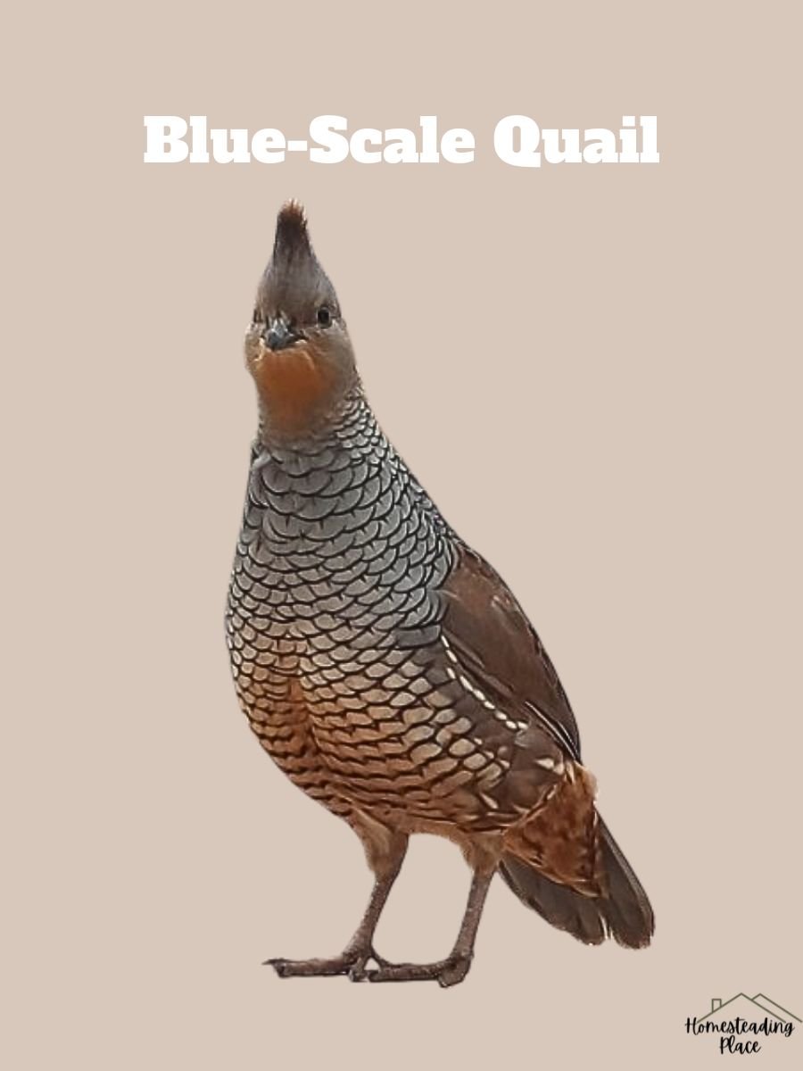 Blue-Scale Quail