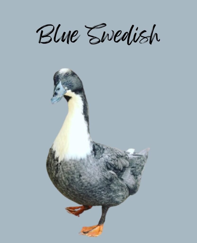 Blue Swedish Duck