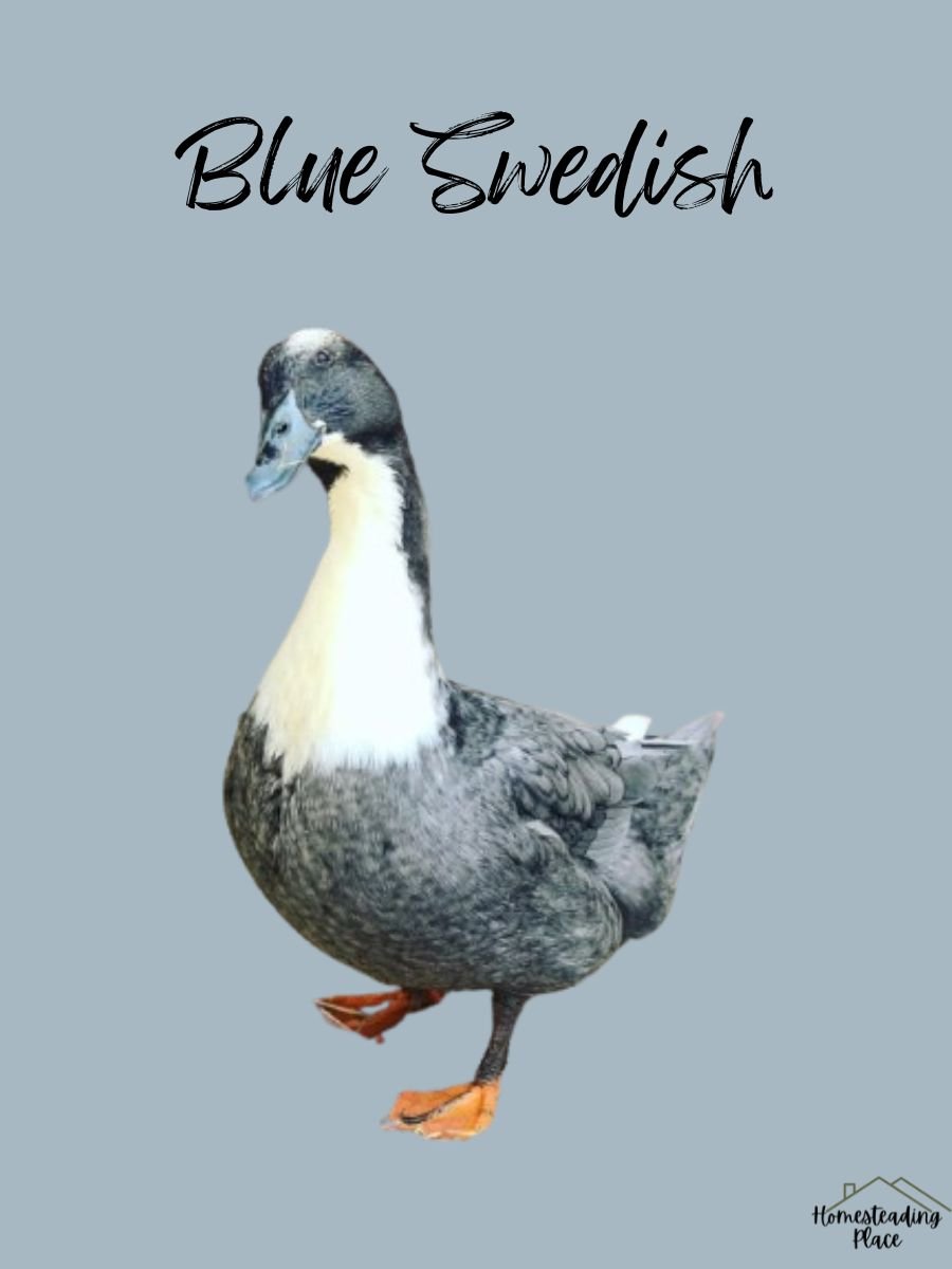 Blue Swedish Duck