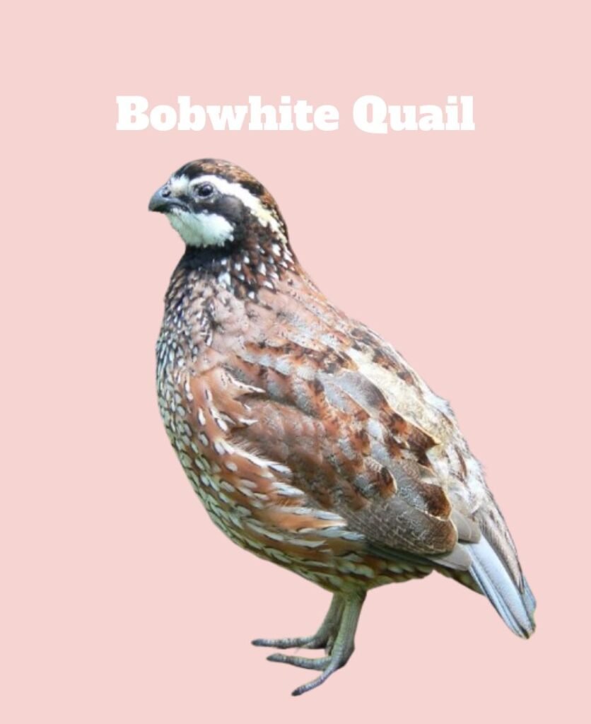 Bobwhite Quail