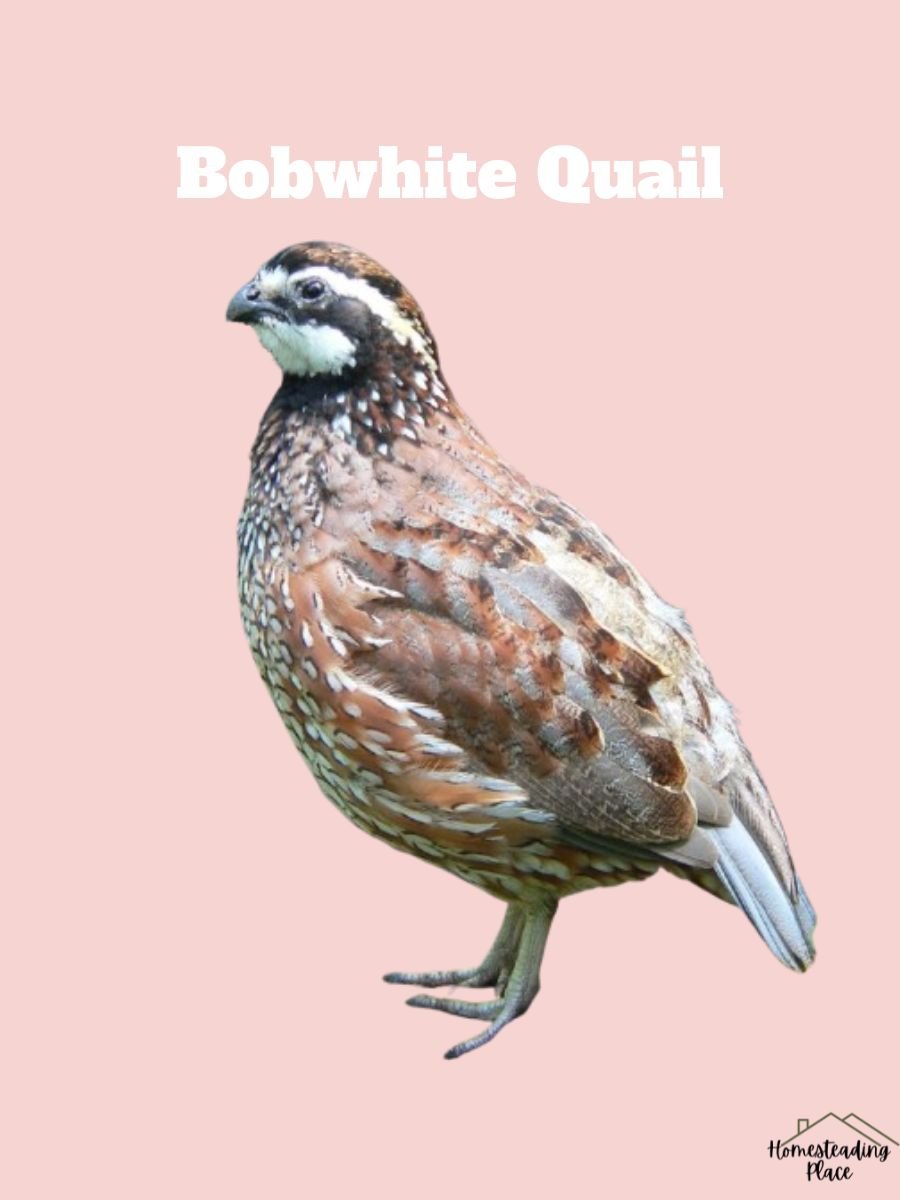 Bobwhite Quail