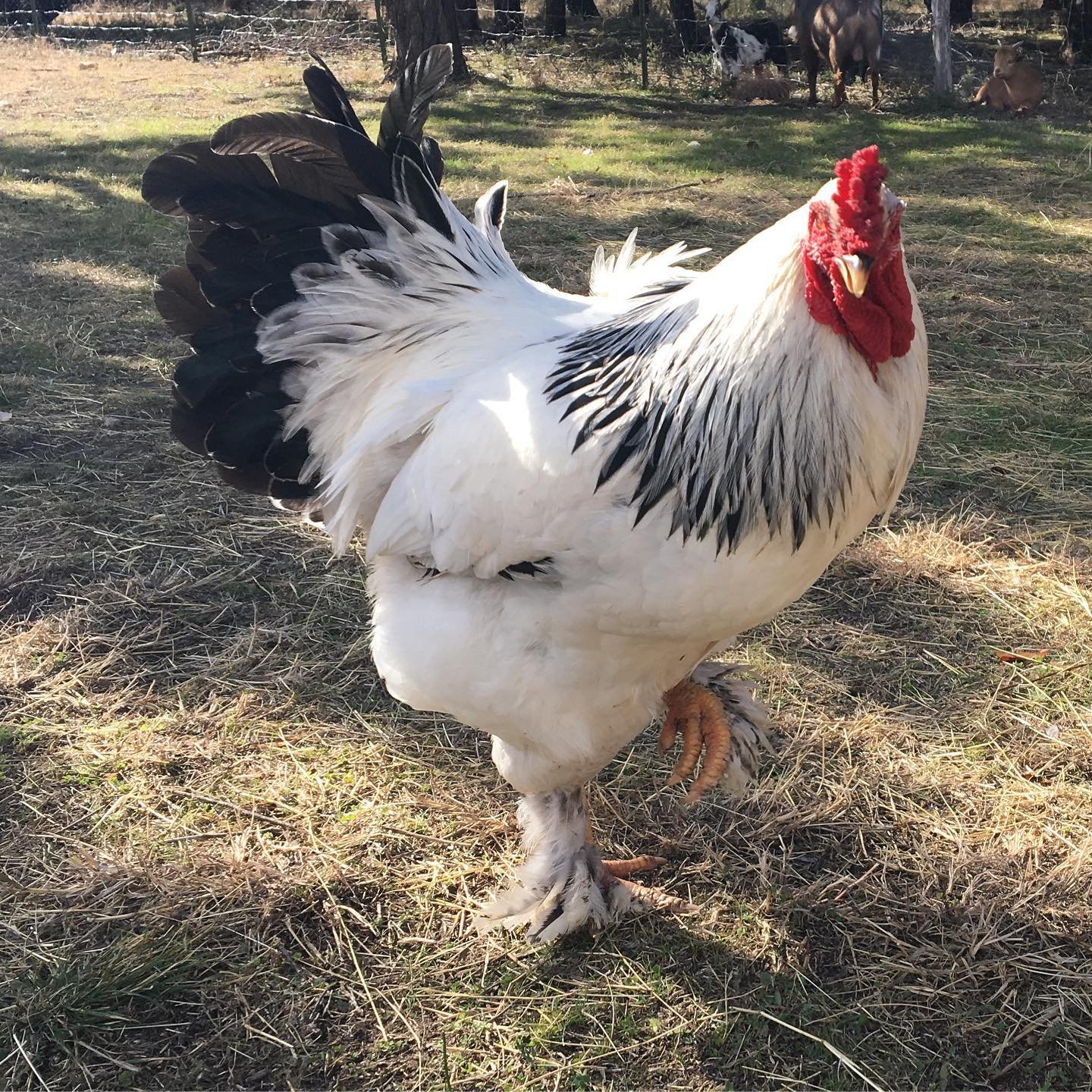 Brahma foraging