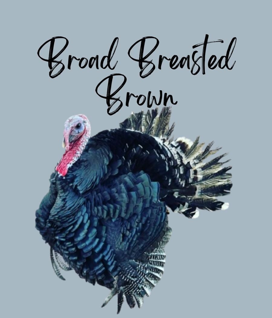 Broad Breasted Bronze