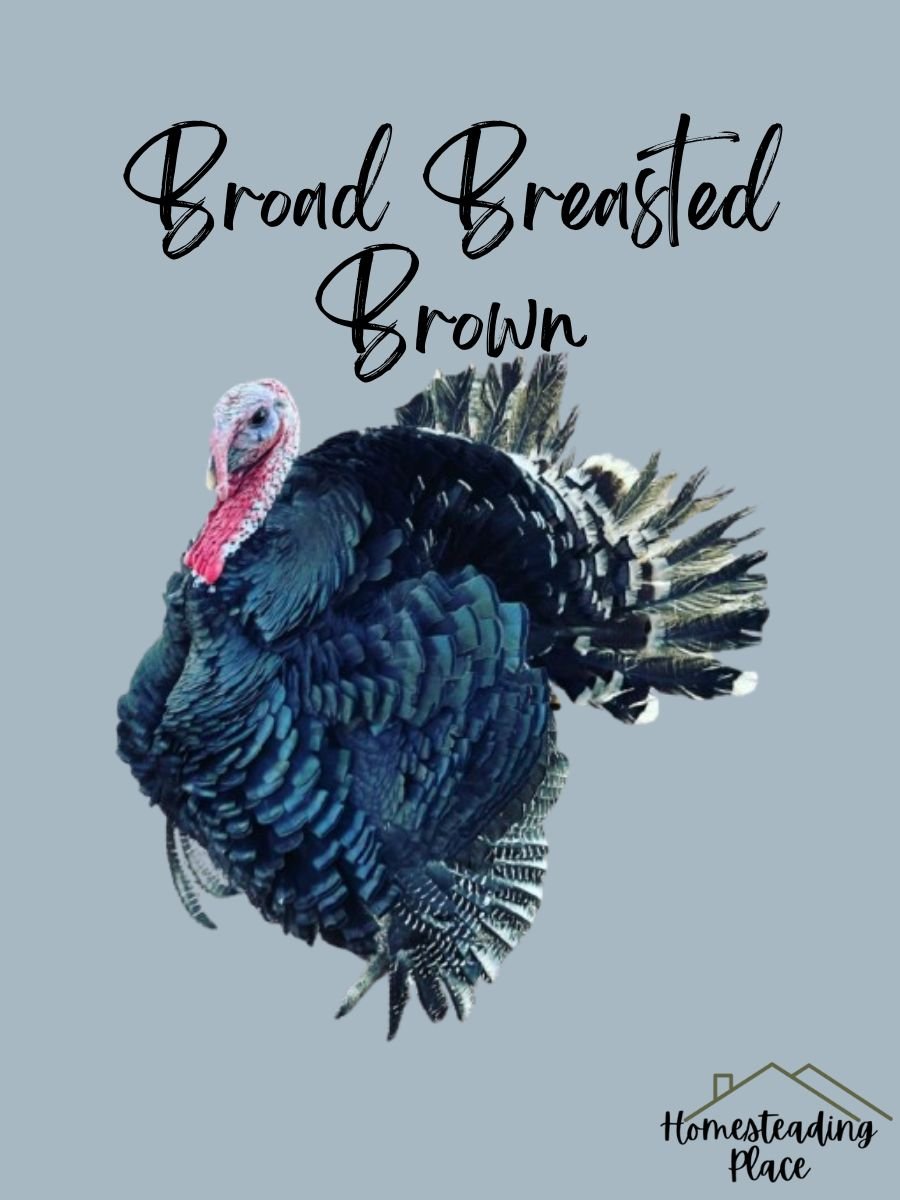 Broad Breasted Bronze